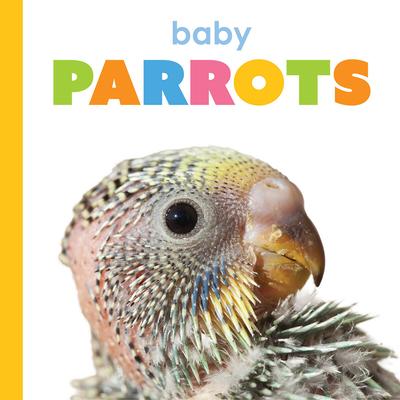 Baby Parrots Subscription