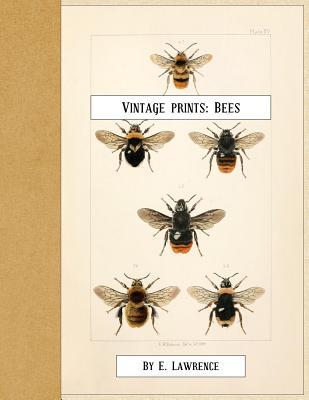 Vintage Prints: Bees