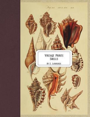 Vintage Prints: Shells