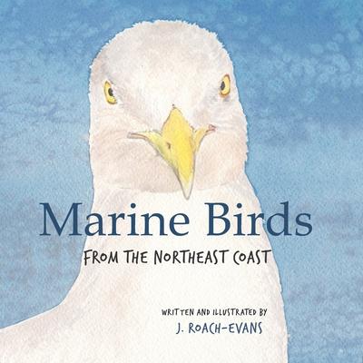 Marine Birds: from the Northeast Coast