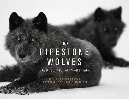 The Pipestone Wolves: The Rise and Fall of a Wolf Family