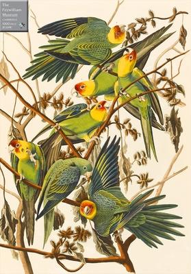 Carolina Parakeets 1000 Piece Jigsaw Puzzle: A Fitzwilliam Museum Publication