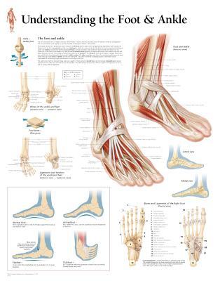 Understanding the Foot & Ankle Chart: Wall Chart