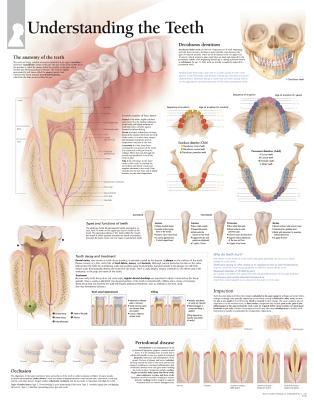 Understanding the Teeth Chart: Wall Chart