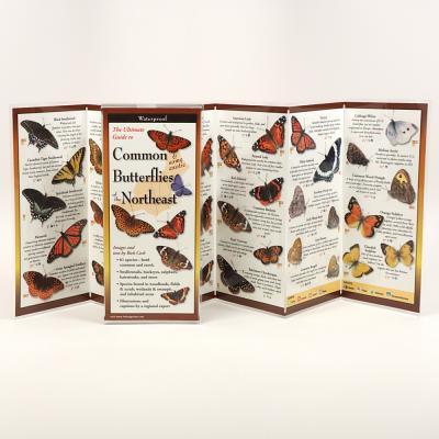 Common Butterflies of the Northeast