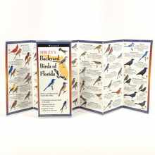 Sibley's Back. Birds of Florida