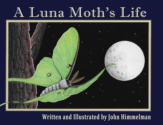 A Luna Moth's Life