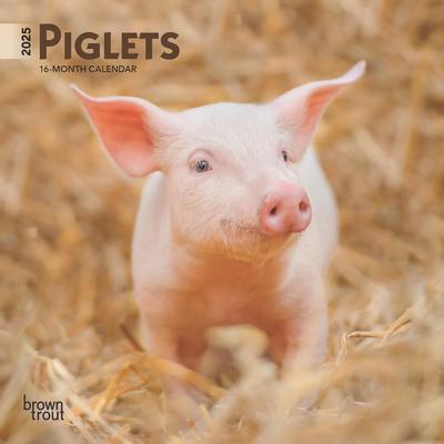 Piglets 2025 7 X 14 Inch Monthly Mini Wall Calendar Browntrout Domestic Pet Baby Farm Animals