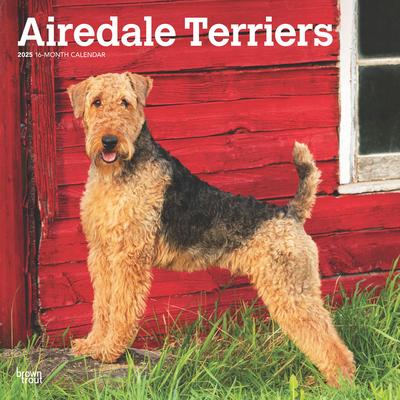 Airedale Terriers 2025 12 X 24 Inch Monthly Square Wall Calendar Plastic-Free