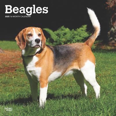 Beagles 2025 12 X 24 Inch Monthly Square Wall Calendar Plastic-Free