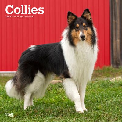 Collies 2025 12 X 24 Inch Monthly Square Wall Calendar Plastic-Free