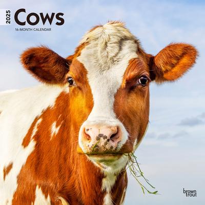 Cows 2025 12 X 24 Inch Monthly Square Wall Calendar Plastic-Free