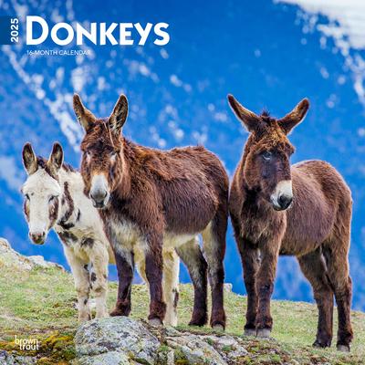 Donkeys 2025 12 X 24 Inch Monthly Square Wall Calendar Plastic-Free