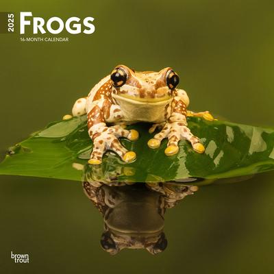 Frogs 2025 12 X 24 Inch Monthly Square Wall Calendar Plastic-Free