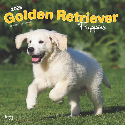 Golden Retriever Puppies 2025 12 X 24 Inch Monthly Square Wall Calendar Plastic-Free