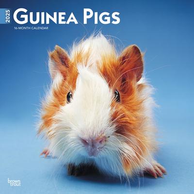 Guinea Pigs 2025 12 X 24 Inch Monthly Square Wall Calendar Plastic-Free