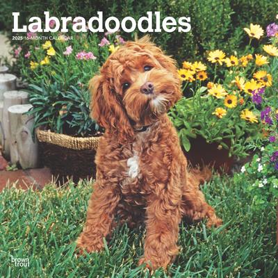 Labradoodles 2025 12 X 24 Inch Monthly Square Wall Calendar Plastic-Free