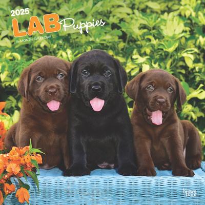 Labrador Retriever Puppies 2025 12 X 24 Inch Monthly Square Wall Calendar Plastic-Free