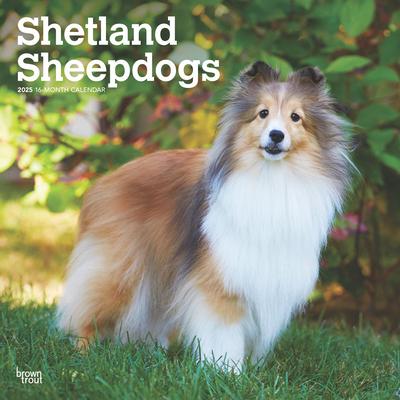 Shetland Sheepdogs 2025 12 X 24 Inch Monthly Square Wall Calendar Plastic-Free