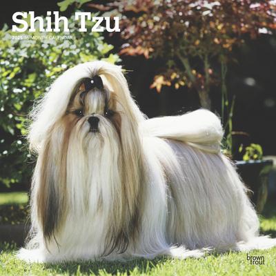 Shih Tzu 2025 12 X 24 Inch Monthly Square Wall Calendar Plastic-Free