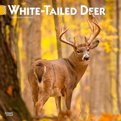 White Tailed Deer 2025 12 X 24 Inch Monthly Square Wall Calendar Plastic-Free