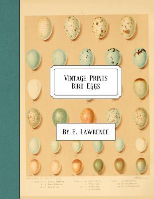 Vintage Prints: Bird Eggs