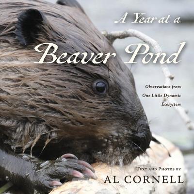 A Year at a Beaver Pond: Observations from One Little Dynamic Ecosystem