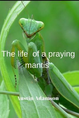 &#1058;he life of a praying mantis