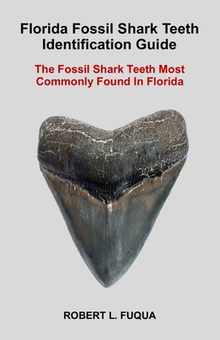 Florida Fossil Shark Teeth Identification Guide: The Fossil Shark Teeth Most Commonly Found In Florida