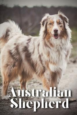 Australian Shepherd: How to train your dog and raise from puppy correctly