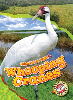 Whooping Cranes