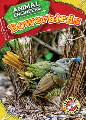 Bowerbirds