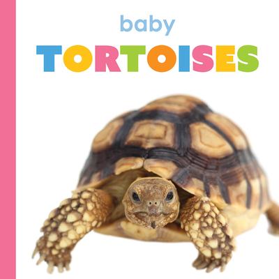 Baby Tortoises Subscription