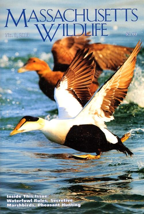 Massachusetts Wildlife Magazine Subscription