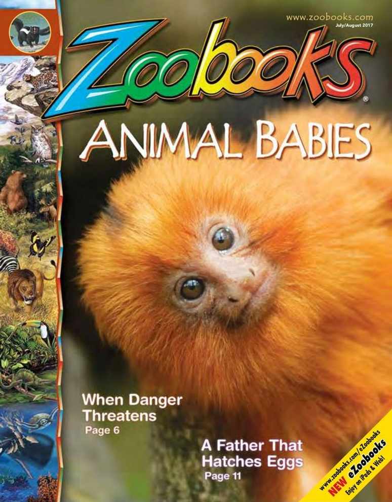 1-Year (9 Issues) of Zoobooks Magazine Subscription